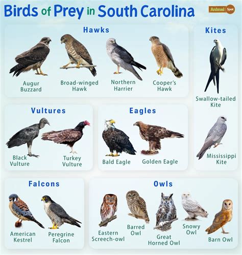 Birds Of Prey Types Definition List Of Names With Pictures