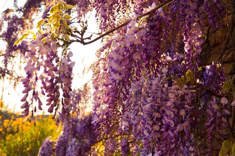 Guide To Growing Wisteria In Pots And Outdoors Real Men Sow