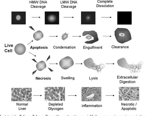 Pdf Combining The In Vivo Comet And Micronucleus Assays A Practical