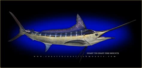 Striped Marlin Fish