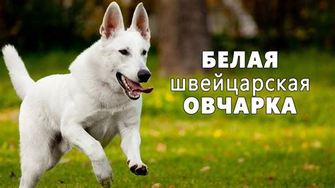 БЕЛАЯ швейцарская ОВЧАРКА. Плюсы и минусы породы БШО WHITE SWISS ...