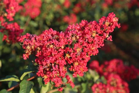 Crape Myrtle Red Rocket CrapeMyrtle - CHINESE EXPORTER