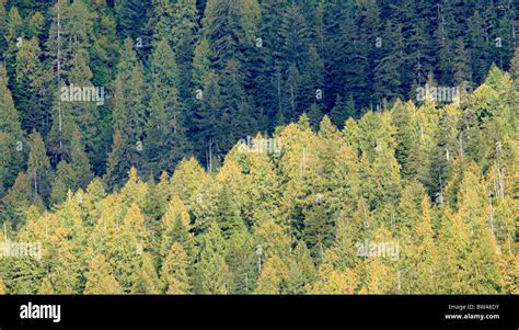 Great Bear Rain Forest British Columbia Canada Stock Photo Alamy