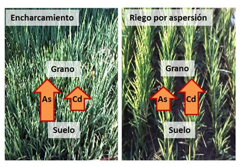 El cultivo de arroz por aspersión ofrece ventajas alimentarias y