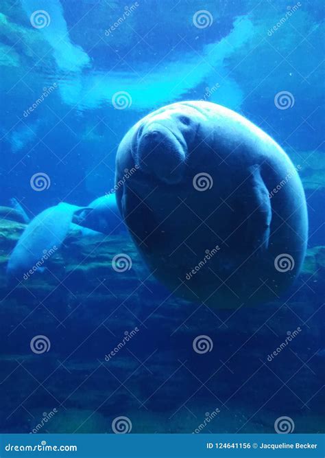 Manatee At Sea World Orlando Florida Editorial Photo Image Of