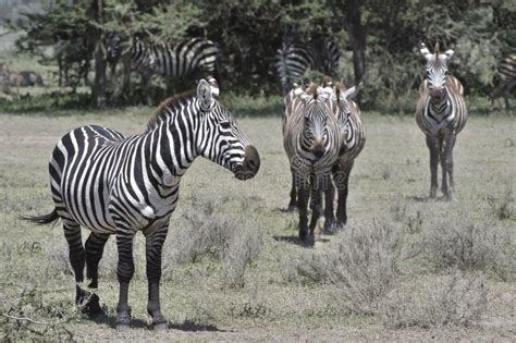 Herd Of Zebras African Equids Stock Photo Image Of Nature Color