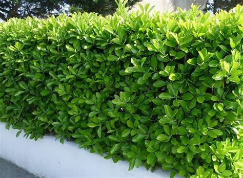 Buy Euonymus Japonicus Hedging Japanese Spindle Evergreen Spindle