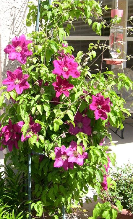 Ernest Markham” Clematis Southwest Desert Gardening Photos