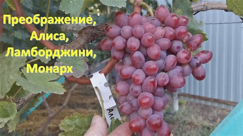 Преображение, Красавчик, Алиса в стране чудес - YouTube