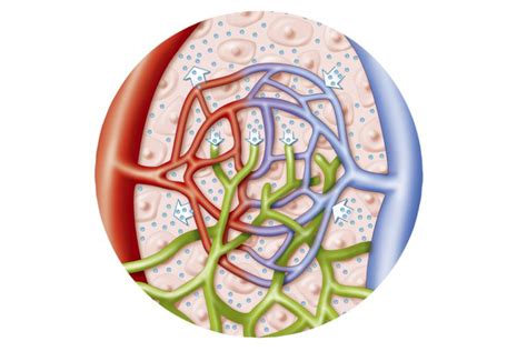 Lymphatic Vessels And Normal Blood Volume