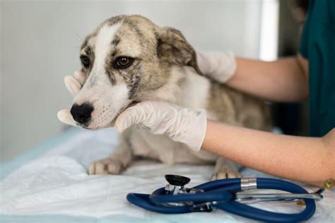 Perch E Quando Fare La Castrazione Chimica Del Cane