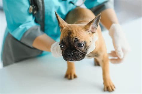 What Causes Spleen Cancer In Dogs