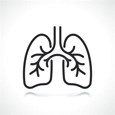 Lungs Organ Line And Solid Icon Healthy Human Detailed Anatomy Of