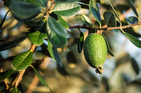 Feijoa season looking bright – T&G Global