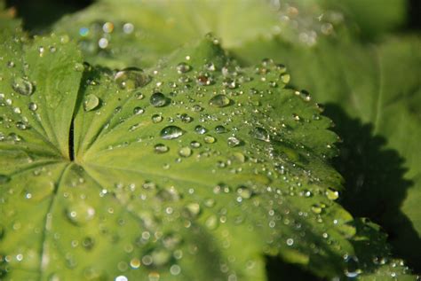 Fotos Gratis Naturaleza Soltar Rocío Hoja Flor Mojado Verde