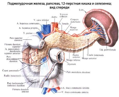 Селезёнка. Анатомия