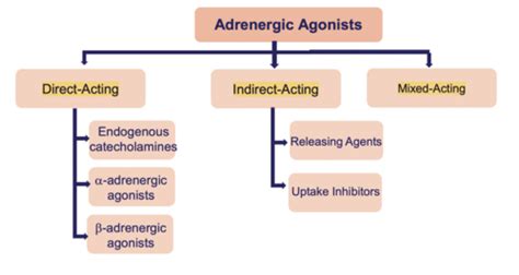 Adrenergic Agonist And Antagonists Flashcards Quizlet