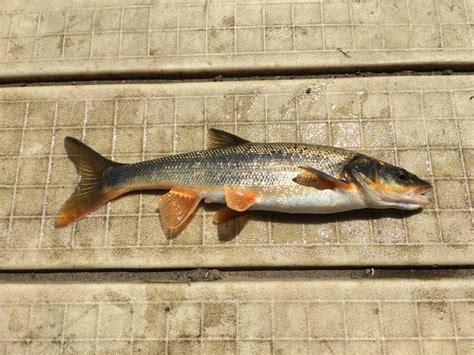 Species #22 — Northern Pikeminnow – CaughtOvgard