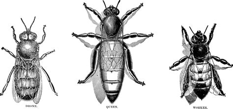 Drone Bee Clipart Vector