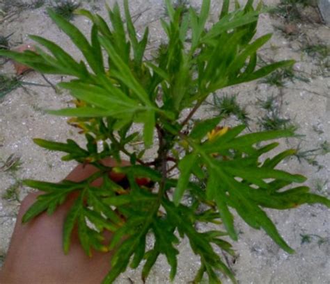 這3種「驅蚊植物」，夏天養一盆，蚊子去無蹤，家人睡覺香 每日頭條