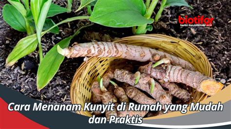 Cara Menanam Kunyit Di Rumah Yang Mudah Dan Praktis Biotifor