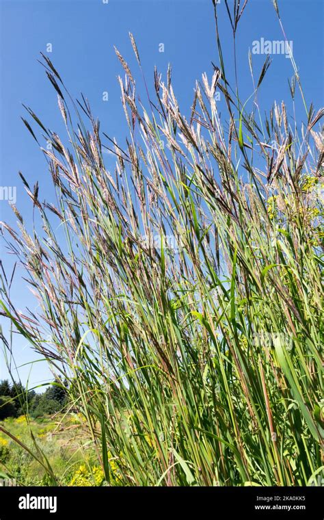 Big Bluestem Andropogon Gerardii Bluestem Grass Turkey Foot Grass Long Stems Perennial