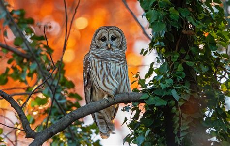 Wallpaper Autumn Branches Owl Bird Foliage Owl Images For Desktop