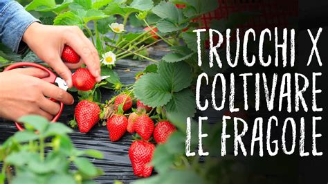 Coltivare Le Fragole🍓🍓🍓 Tutti I Trucchi Orto E Giardinaggio Youtube