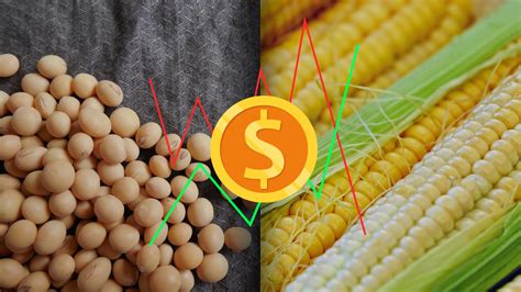 StoneX diminui projeções para colheita de milho e soja nos EUA Agrozil