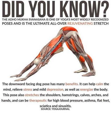 Ideen fur Downward Facing Dog Muscles Used - Yoga x Poses