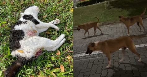 Spca Spore Calls For Public To Keep A Lookout For Dogs That Allegedly