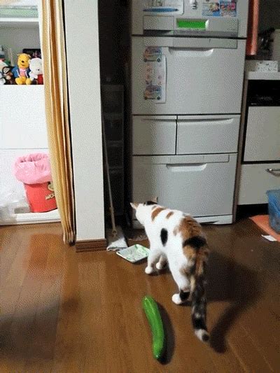 Cat And Cucumber GIFs - Get the best GIF on GIPHY