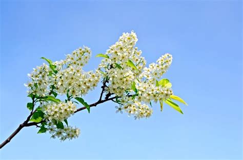 Premium Photo | Bird cherry flowers