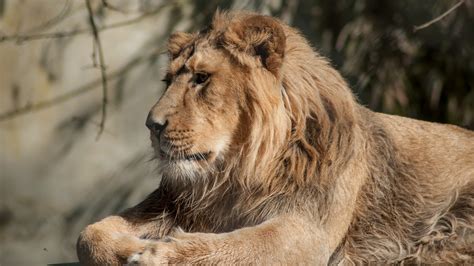 Columbus Zoos African Lion Tomo Dies At 15