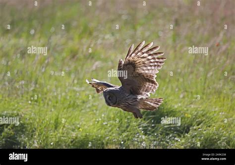 Great grey owl, hunting over field Stock Photo - Alamy