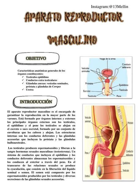 Sistema Reproductor Masculino Apuntes Mvz Udocz Hot Sex Picture