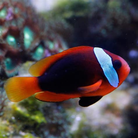 ORA Captive Bred Cinnamon Clownfish Fish And Coral Store