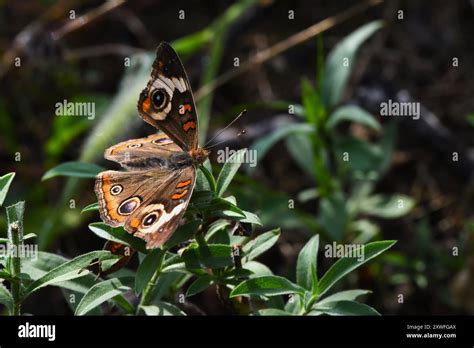 Common Buckeye Butterfly Stock Photo Alamy