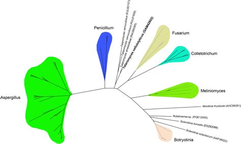 Phylogenetic Tree Of Endopolygalacturonase Of Talaromyces And The