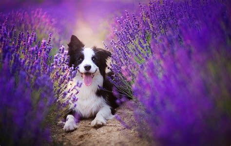 Download Lavender Purple Flower Flower Blur Dog Animal Border Collie Hd