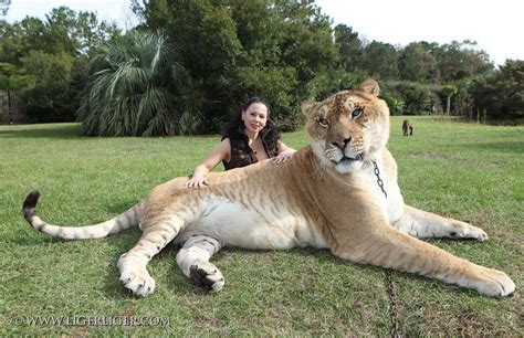 A Liger Cross Between Tigerlion Big Cats Interesting Animals Liger