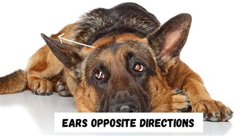 German Shepherd Ear Chart And Position Meanings Ear Stages