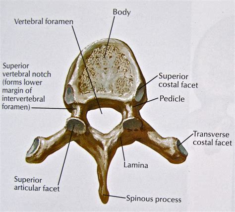 Thoracic Vertebrae