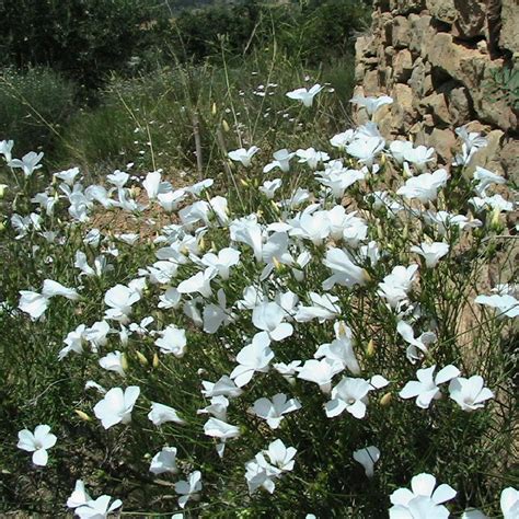 Plantes Vivaces LINUM tenuifolium Lin vivace en vente Pépinière Lepage