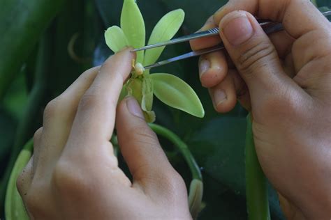 Vanilla Cultivation A Practical Guide For The Tropical Homestead