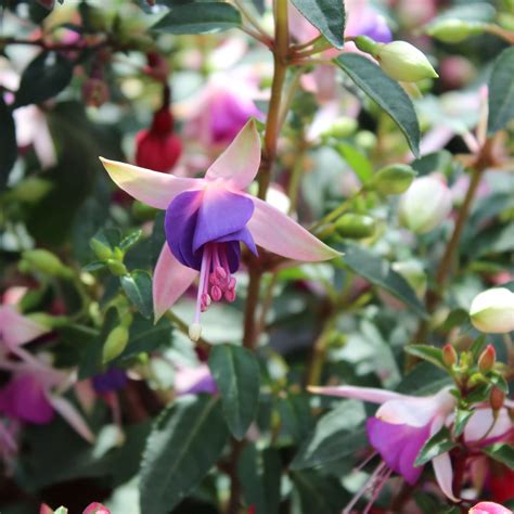 Fuchsien In Sorten Fuchsia Hybriden Zulauf Gartencenter