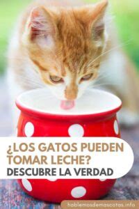 Los Gatos Pueden Tomar Leche Descubre La Verdad