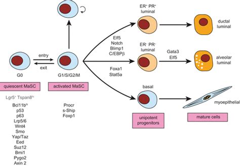 Stem Cells And The Differentiation Hierarchy In Mammary Gland Development Physiological Reviews