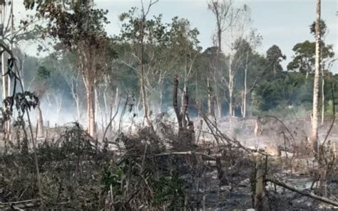 Bakar Sampah Lahan Sawit Dan Karet Milik Warga Seluma Ludes Terbakar