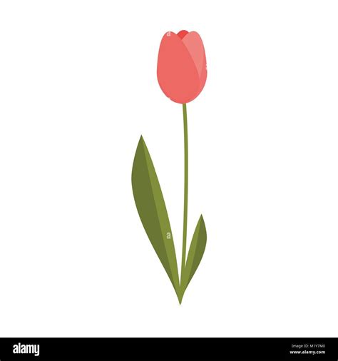 Simple Isolated Pink Tulip Flower Illustration Vector Graphic Design